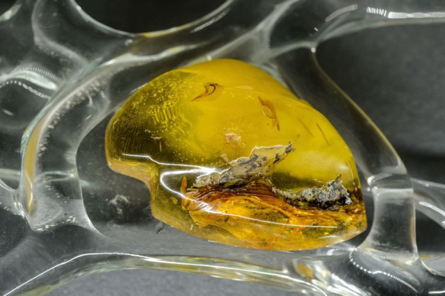 Шматок бурштину на виставці «Український світ бурштину» в Замковому музеї в Любліні, південно-східна Польща, 19 січня 2017 року